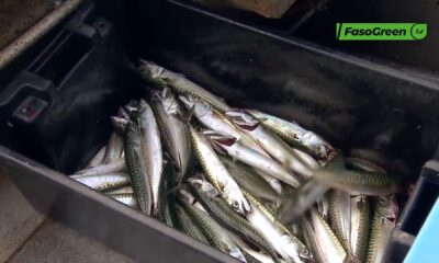 CAP 3 1 Burkina Faso : Le prix du poisson de mer en hausse