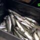 CAP 3 1 Burkina Faso : Le prix du poisson de mer en hausse