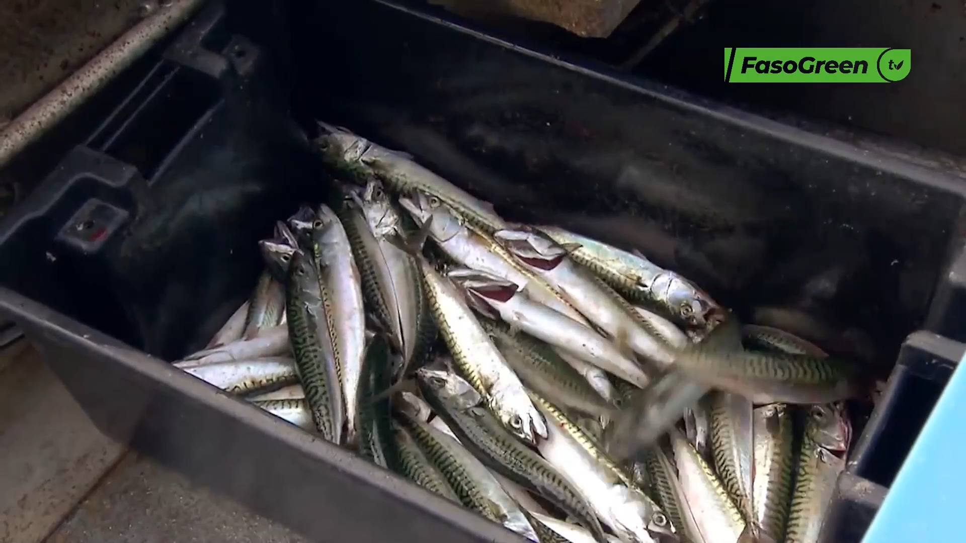CAP 3 1 Burkina Faso : Le prix du poisson de mer en hausse