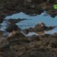 CAP 3 5 France : une sécheresse inédite conduit à des restrictions sur l'eau