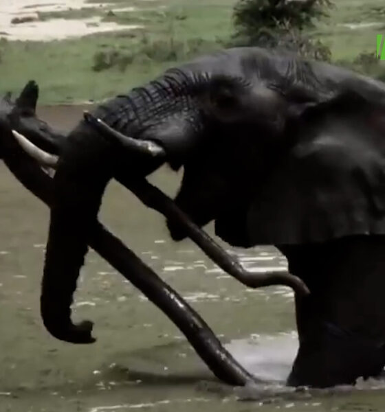 CAP002 Journée mondiale de l’éléphant : Un géant de la nature à protéger