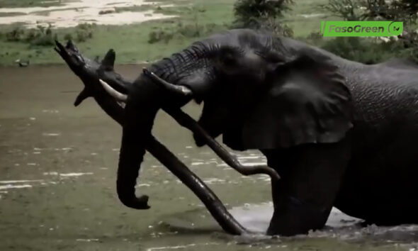 CAP002 Journée mondiale de l’éléphant : Un géant de la nature à protéger