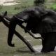 CAP002 Journée mondiale de l’éléphant : Un géant de la nature à protéger