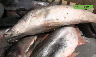 CAPTURE 2 Vente de poissons d'eau douce : le quotidien d'Ousmane Bangré