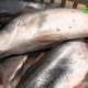 CAPTURE 2 Vente de poissons d'eau douce : le quotidien d'Ousmane Bangré