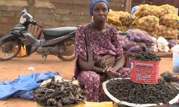 Gastronomie : Les chenilles de karité conquièrent peu à peu Ouagadougou