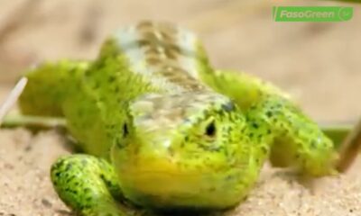 Journée mondiale du lézard : des reptiles discrets mais essentiels à la préservation de la biodiversité