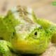 Journée mondiale du lézard : des reptiles discrets mais essentiels à la préservation de la biodiversité