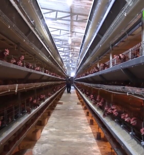 Filière avicole : l’opération « Zéro poulailler vide » pour repeupler les fermes