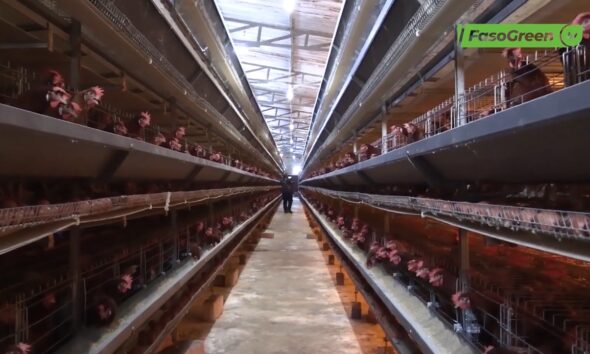 Filière avicole : l’opération « Zéro poulailler vide » pour repeupler les fermes