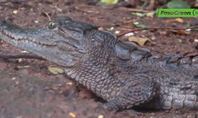 Ignorer les liens de navigation fasogreen tv Créer Image d'avatar Sortie des crocodiles du parc-Bangr-wéogo : Boureima KOUDOUGOU donne les raisons
