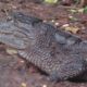 Ignorer les liens de navigation fasogreen tv Créer Image d'avatar Sortie des crocodiles du parc-Bangr-wéogo : Boureima KOUDOUGOU donne les raisons