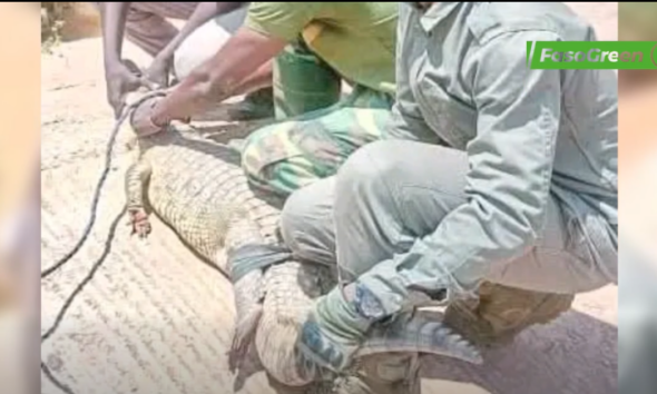 cap 3 Ouagadougou : Un crocodile capturé et remis dans son habitat naturel
