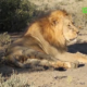vlcsnap 2026 08 10 18h23m44s610 Journée mondiale du lion : la situation de l'espèce au Burkina Faso avec le DG de l'OFINAP
