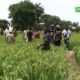 CAP 002 Agriculture, Environnement, Eau et Assainissement : Plusieurs réalisations majeures en 4 ans de gouvernance du MPSR II