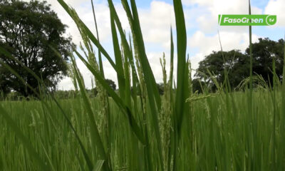 CAP 2 7 Suivi de la campagne agropastorale 2026-2027 : Échanges entre Imaël SOMBIÉ et le monde rural