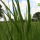 CAP 2 7 Suivi de la campagne agropastorale 2026-2027 : Échanges entre Imaël SOMBIÉ et le monde rural