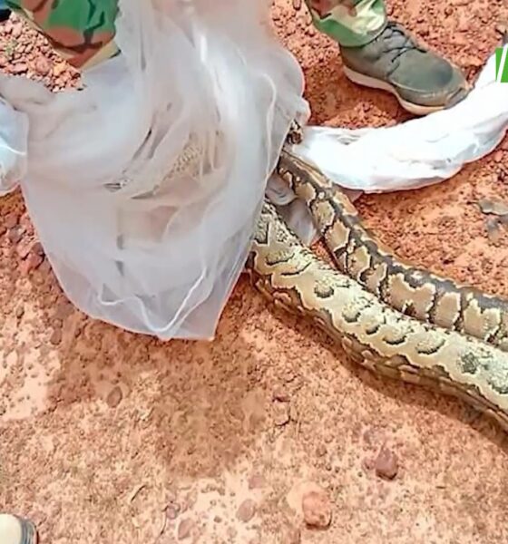 cap 3 Faune sauvage : Un crocodile et un reptile capturés et ramenés dans leur habitat naturel 