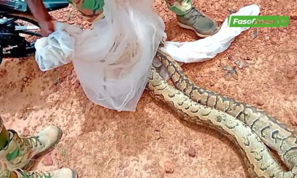 cap 3 Faune sauvage : Un crocodile et un reptile capturés et ramenés dans leur habitat naturel 