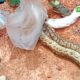 cap 3 Faune sauvage : Un crocodile et un reptile capturés et ramenés dans leur habitat naturel 
