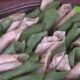CAP 1 1 "Octobre" mois du consommons local : Entre préférences, prix et exigences de qualité, les consommateurs burkinabè dévoilent leurs habitudes