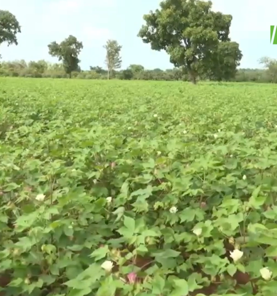 CAPTURE 2 1 Coton au Burkina Faso : histoire, importance économique et valorisation d’une richesse nationale
