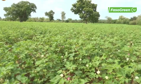 CAPTURE 2 1 Coton au Burkina Faso : histoire, importance économique et valorisation d’une richesse nationale