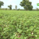 CAPTURE 2 1 Coton au Burkina Faso : histoire, importance économique et valorisation d’une richesse nationale