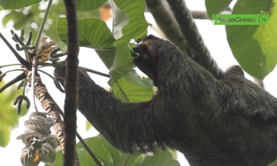 CAPTURE 3 1 Journée Internationale du paresseux : C’est protéger la forêt qui nous nourrit atypique