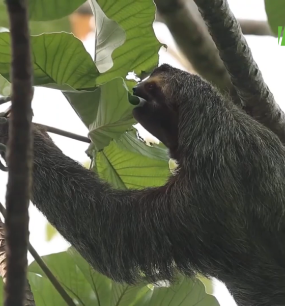 CAPTURE 3 1 Journée Internationale du paresseux : C’est protéger la forêt qui nous nourrit atypique