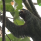CAPTURE 3 1 Journée Internationale du paresseux : C’est protéger la forêt qui nous nourrit atypique