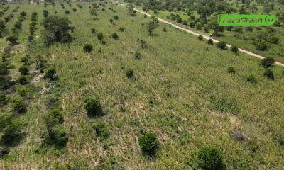 cap 0001 Campagne agropastorale 2026-2027 : Plus de 500000 tonnes de céréales attendues dans les Tannounyan