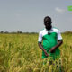 cap 0002 1 Offensive agro-pastorale,hydraulique et halieutique :Abel YERBANGA accompagne la production rizicole à Dourou