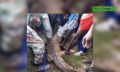 cap007 2 (mooré)Kourwéogo : Un crocodile capturé après avoir blessé un enfant
