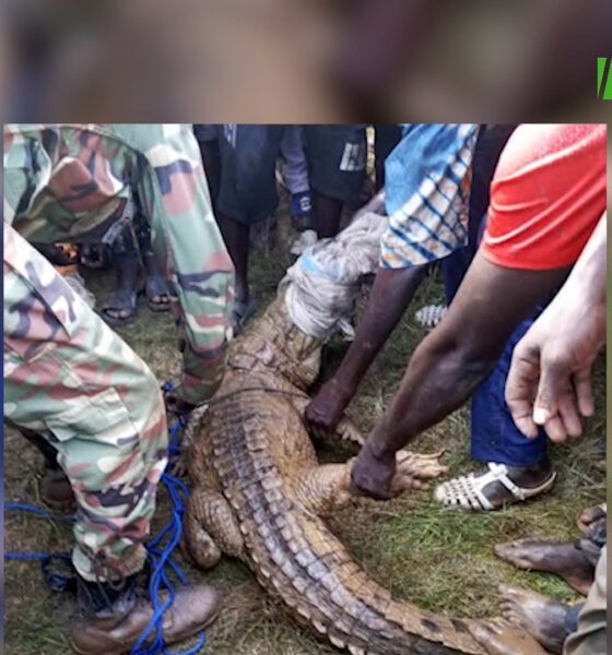 cap007 2 (mooré)Kourwéogo : Un crocodile capturé après avoir blessé un enfant