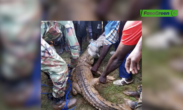 cap007 2 (mooré)Kourwéogo : Un crocodile capturé après avoir blessé un enfant