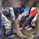 cap007 2 (mooré)Kourwéogo : Un crocodile capturé après avoir blessé un enfant